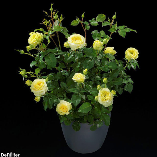 Mini Rose Rosa Terazza Lemon Fine Webbing