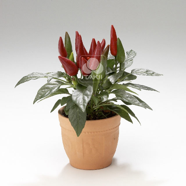 Capsicum annuum Salsa Red Leggy Stems