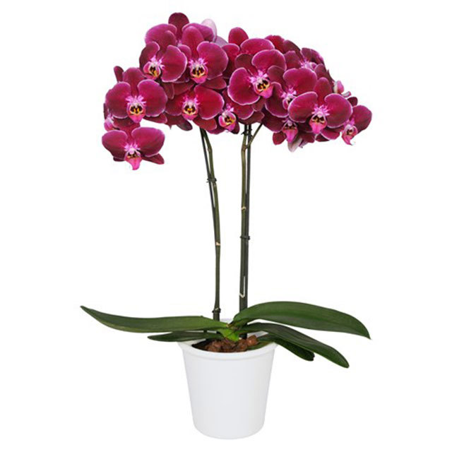 Phalaenopsis Saida