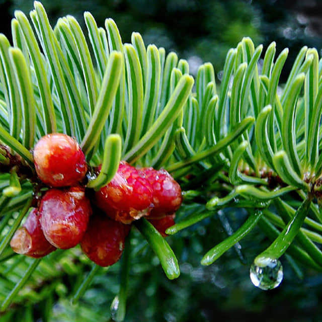 Picea asperata