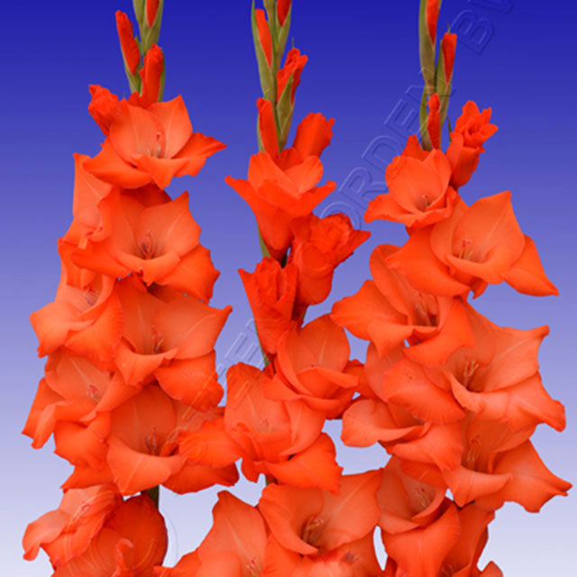 Gladiolus Honkong