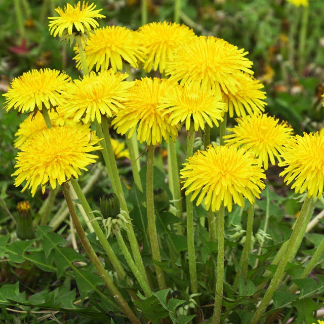Chrysanthemum indicum Drooping Leaves