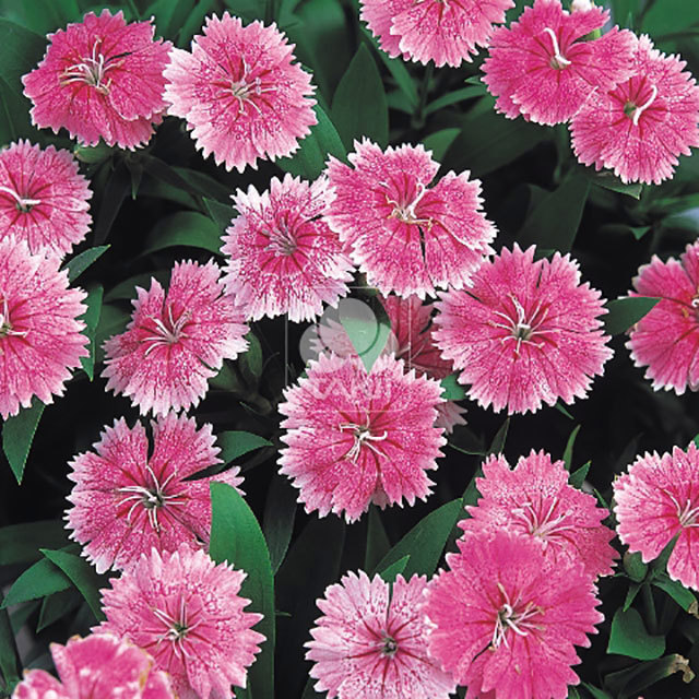 Dianthus Telstar F1 Pink White Powder
