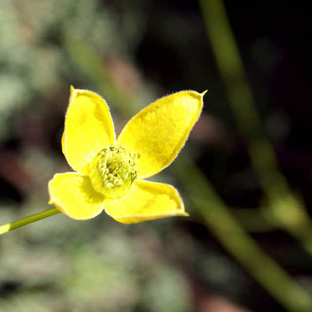 Clematis tangutica
