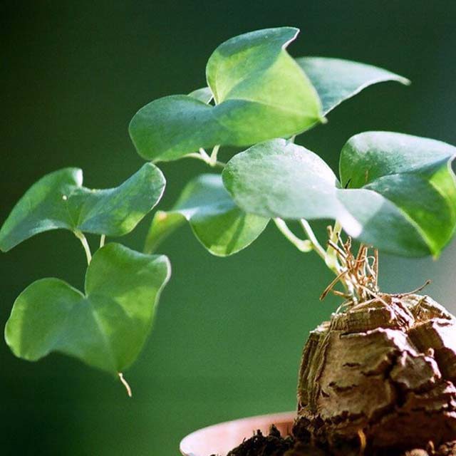 Dioscorea macrostachya