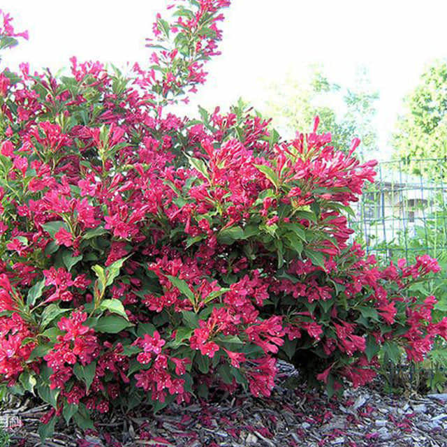 Weigela florida