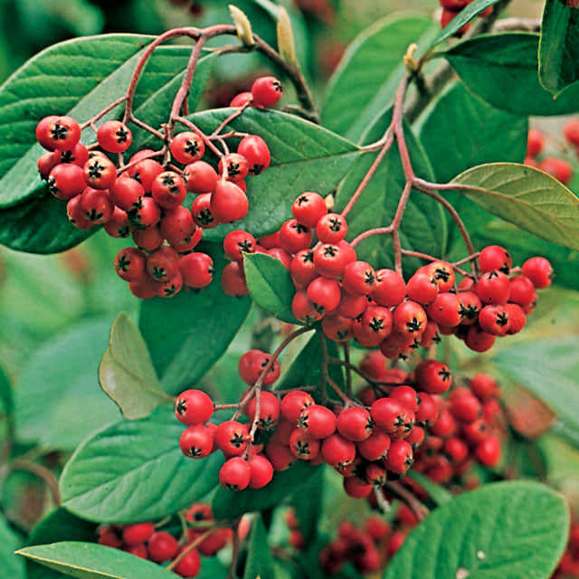 Cotoneaster lacteus