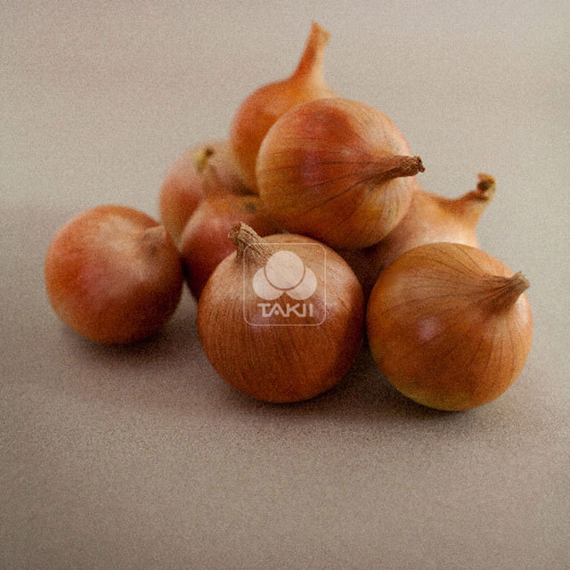 Allium cepa Novista F1