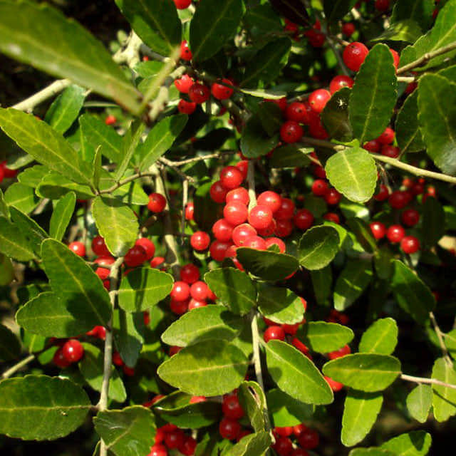 Ilex vomitoria