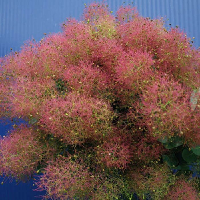 Cotinus coggygria Magical Green Fountain