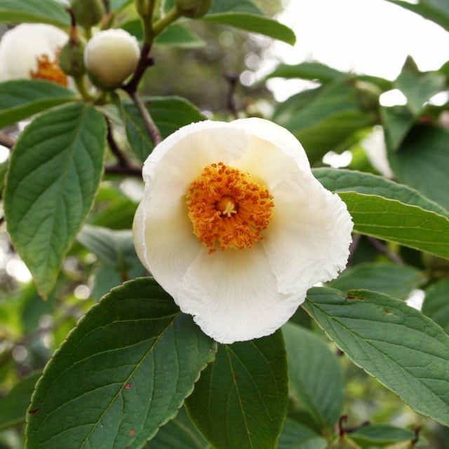 Stewartia pseudocamellia