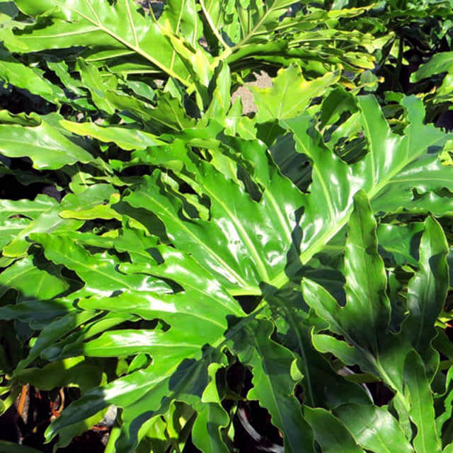 Philodendron bipinnatifidum