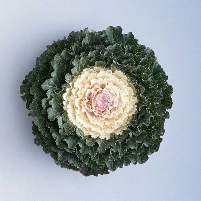 Brassica Songbird F1 Round White Brown Leaf Tips