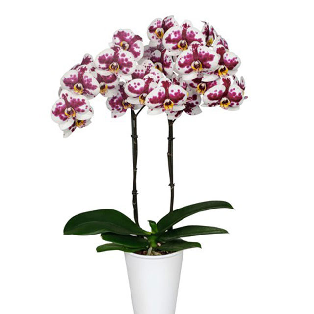 Phalaenopsis Murcia