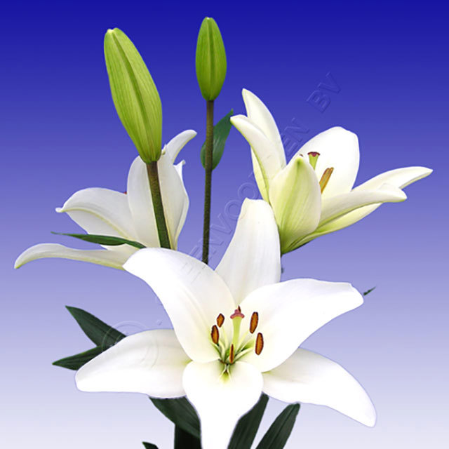 Lilium hybrid Bach White Powder