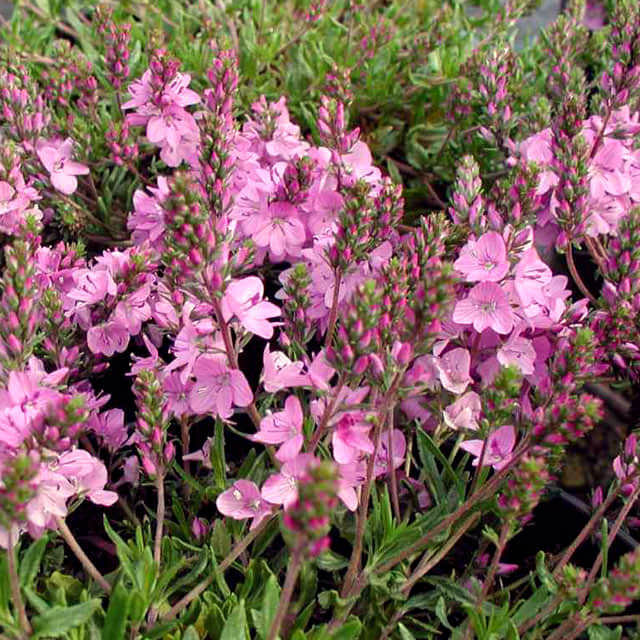 Veronica prostrata