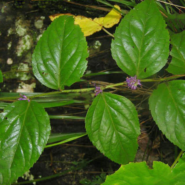 Veronicastrum stenostachyum sp. plukenetii