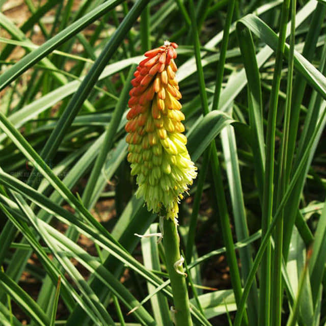 Kniphofia