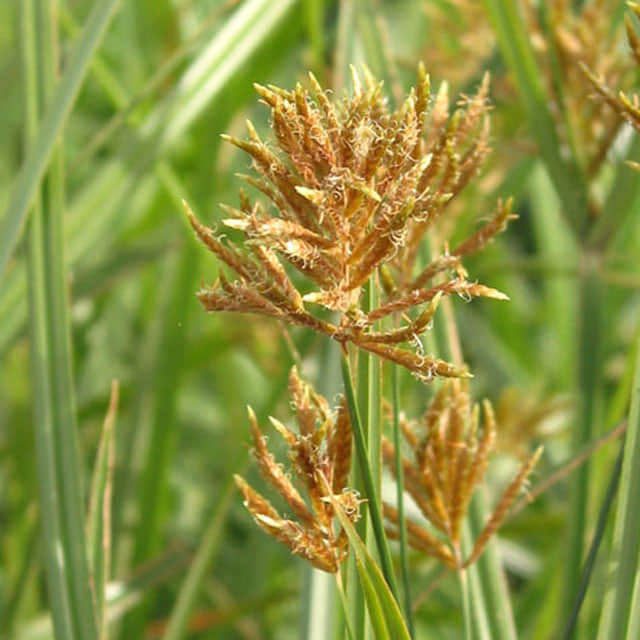 Cyperus esculentus