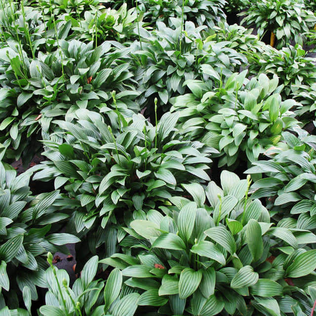 Hosta kiyosumiensis Fine Webbing