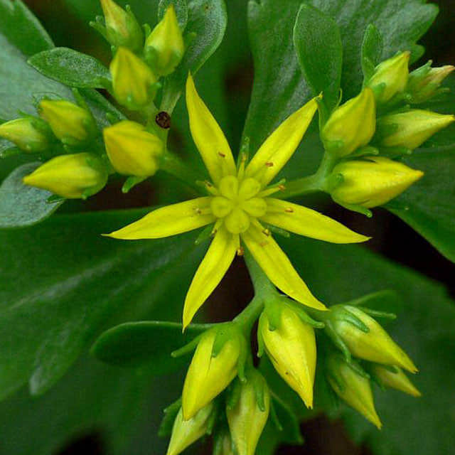 Sedum kamtschaticum