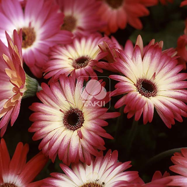 Gerbera jamesonii Royal F1 Red Bicolour Drooping Leaves