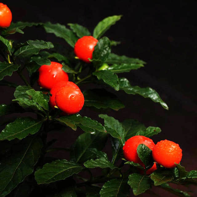 Solanum pseudocapsicum Diflorum