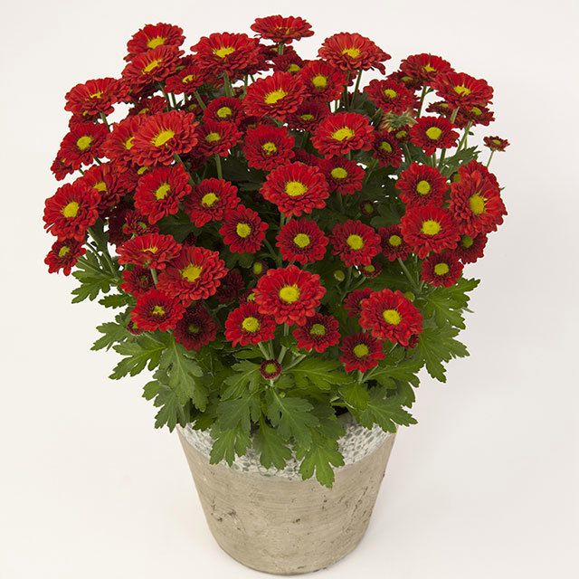 Chrysanthemum Pico Diablo Fine Webbing