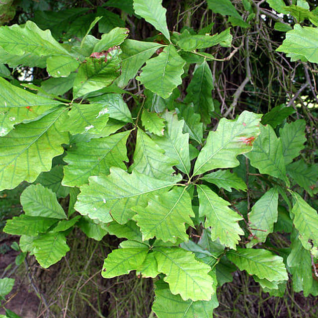 Swamp White Oak (Quercus bicolor)