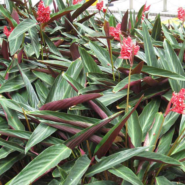Stromanthe sanguinea