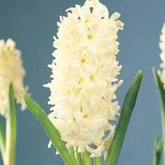 Hyacinthus orientalis Carnegie Moscerini del terriccio