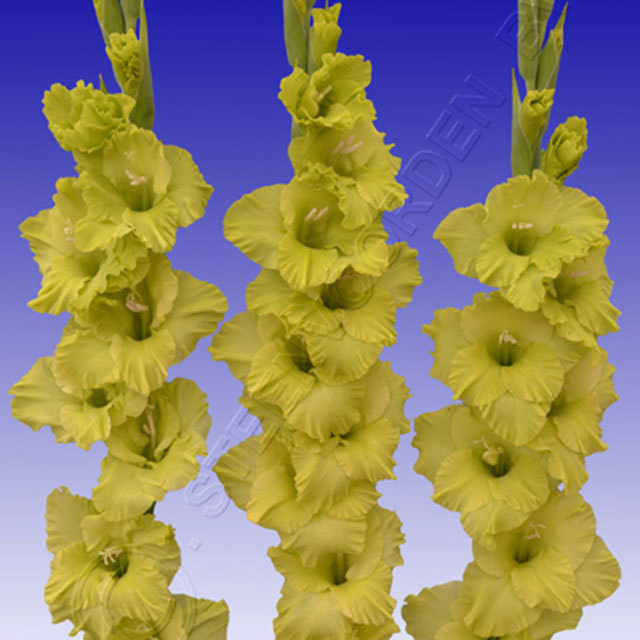 Gladiolus Green Star