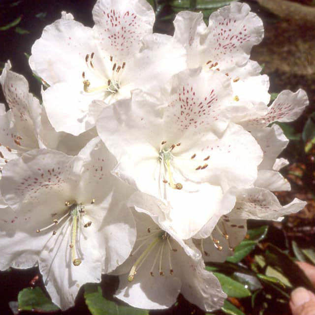 Rhododendron Aberconwayi