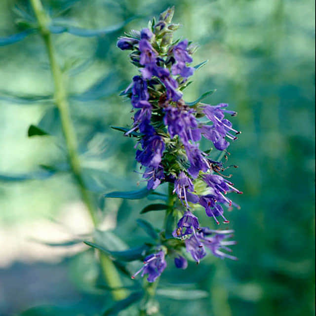 Agastache cana