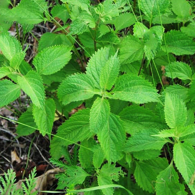 Plectranthus