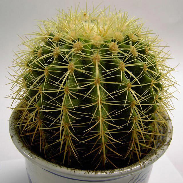 Echinopsis tubiflora Macchie bianche cotonose