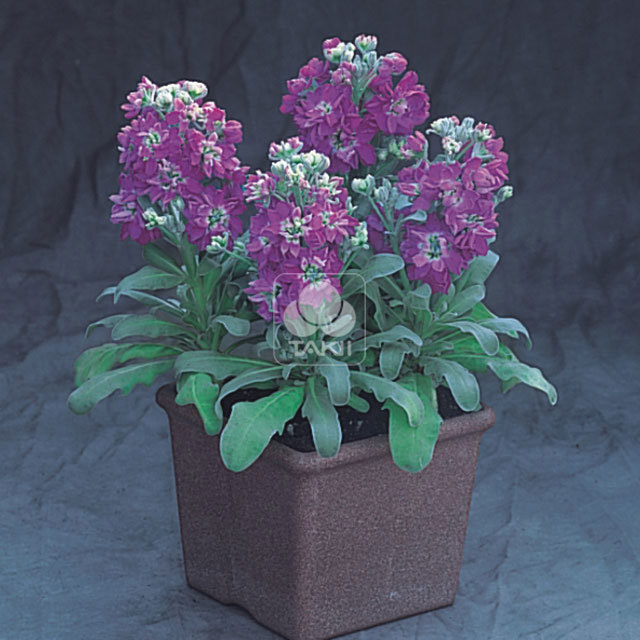 Matthiola incana Cinderella Blue
