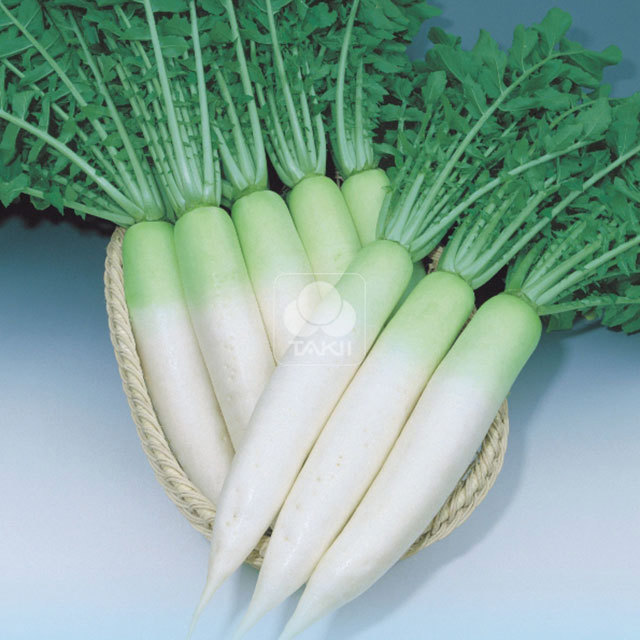 Radish Oshin F1