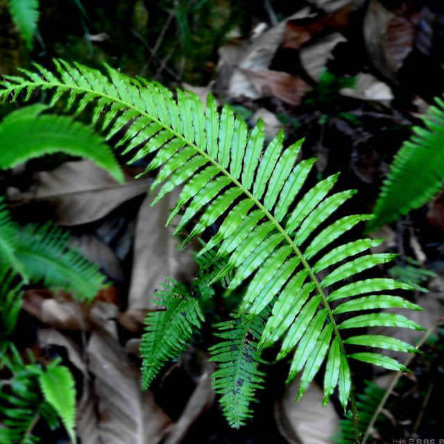 Nephrolepis obliterata