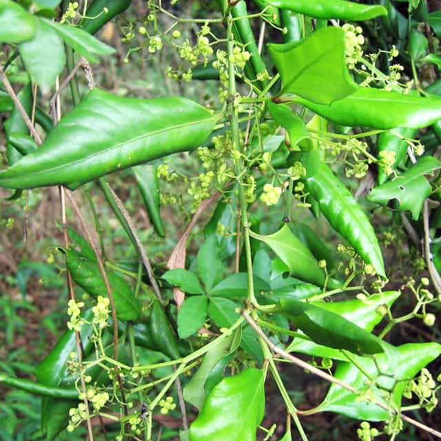 Euonymus fortunei Coloratus