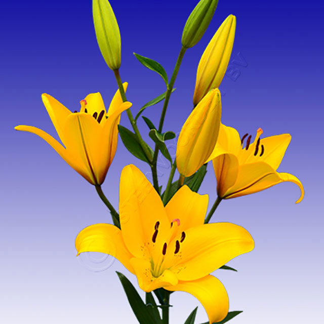 Lilium LA Hybrid Yellow Diamond Fine Webbing