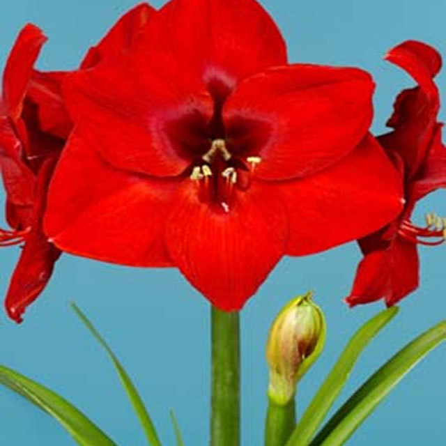 Hippeastrum Red Lion Tiny Black Flies