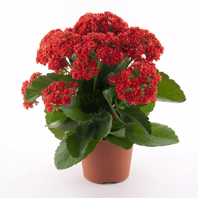 Kalanchoe blossfeldiana Don Amador Leggy Stems