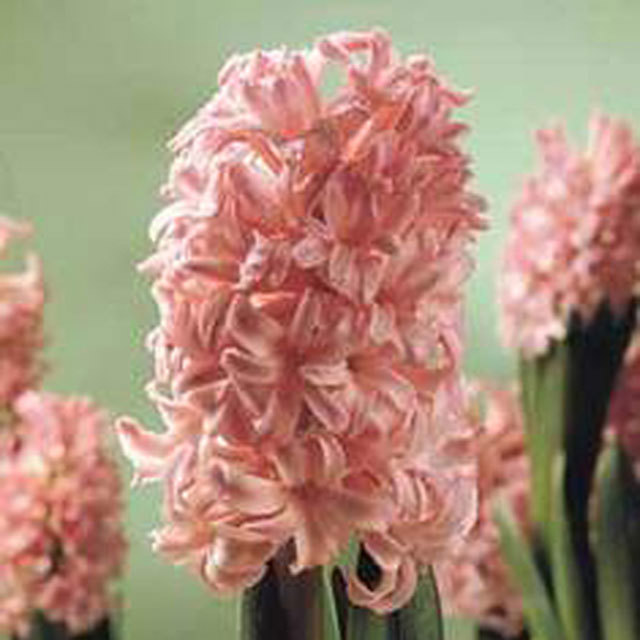 Hyacinthus orientalis Ann-Marie Tiny Black Flies