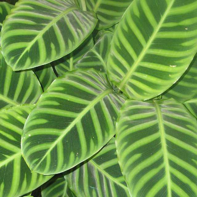 Maranta arundinacea variegata