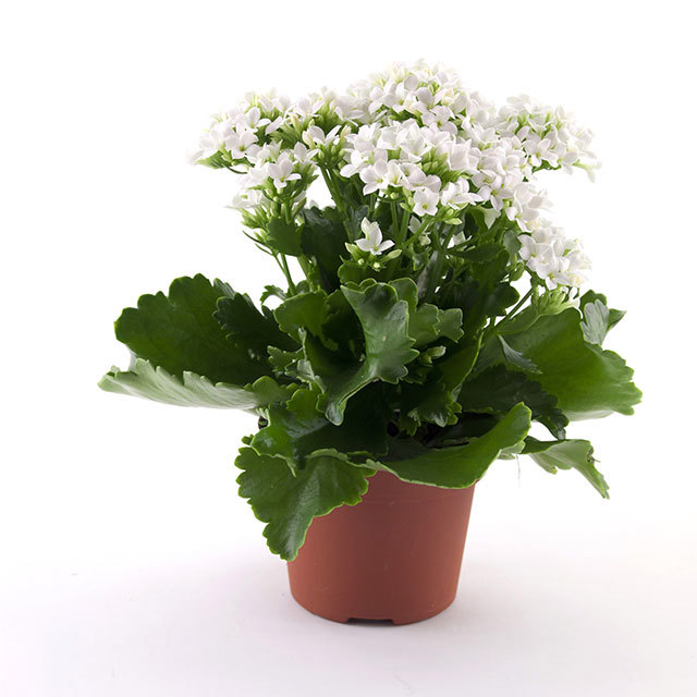 Kalanchoe Passion Cleta Brown Leaf Tips