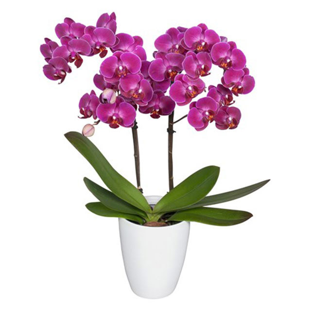Phalaenopsis Morelia