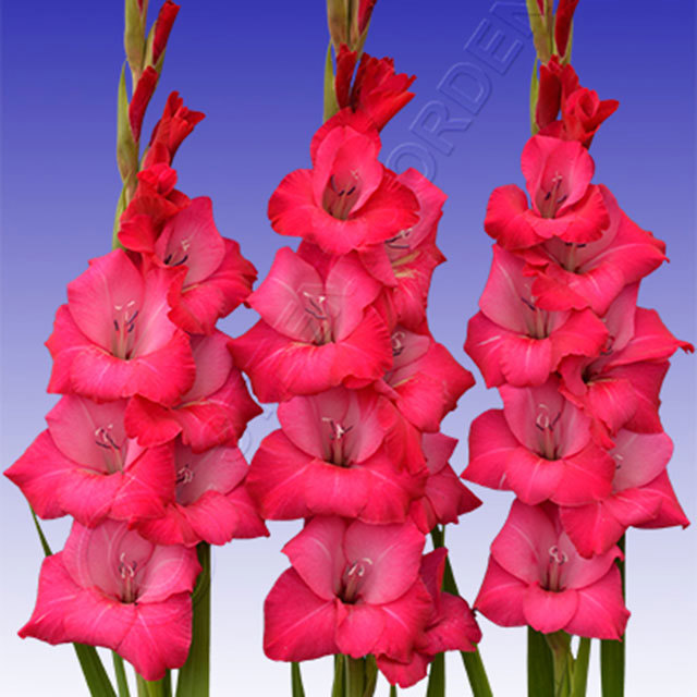Gladiolus Elegance