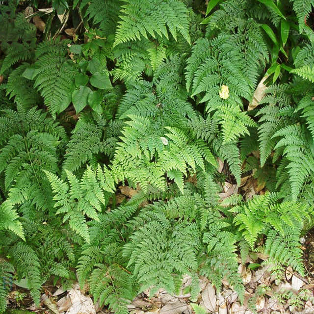 Dennstaedtia scabra