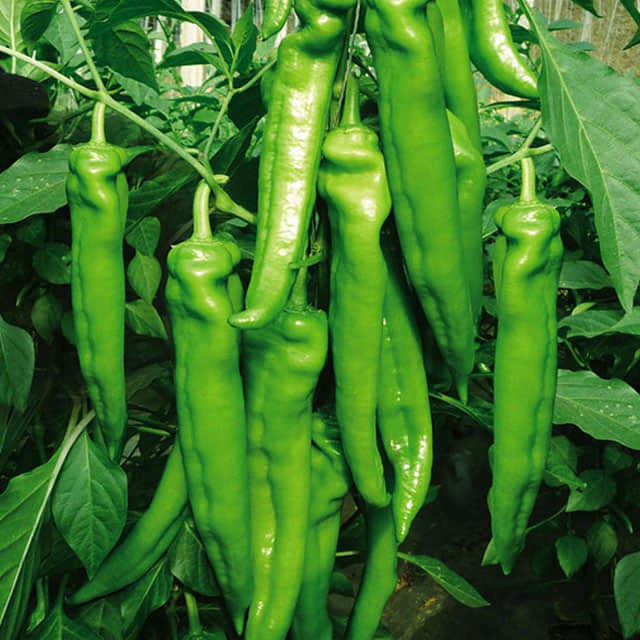 Capsicum frutescens Fine Webbing